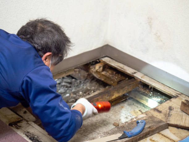 Best Mold Cleaning Services  in Bethel Manor, VA