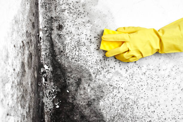 Best Certified Mold Removal  in Bethel Manor, VA