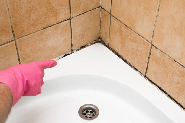 Mold Removal Process in Bethel Manor, VA